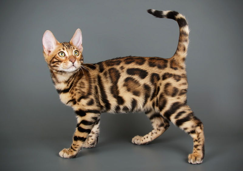 bengalijos kates Bengal cat 5