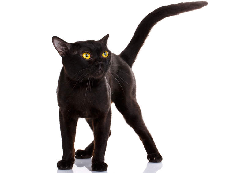 Bombėjaus katė (Bombay cat)