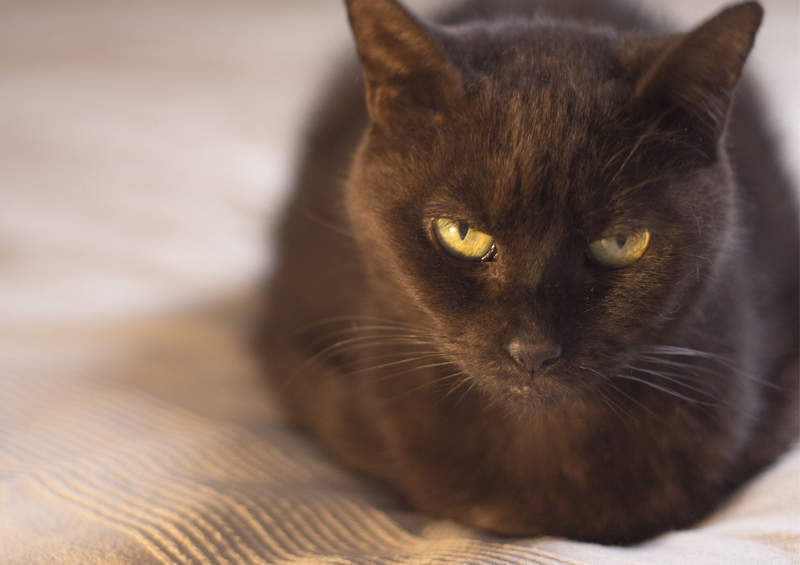 Bombėjaus katė (Bombay cat) Bombėjaus katė (Bombay cat)