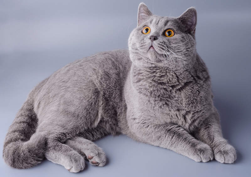 britu trumpaplauke kate British Shorthair