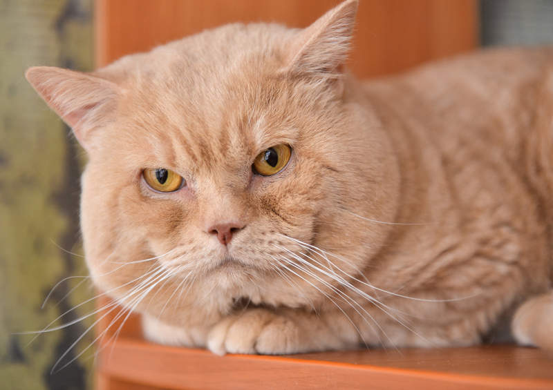 Britų trumpaplaukis (British Shorthair)