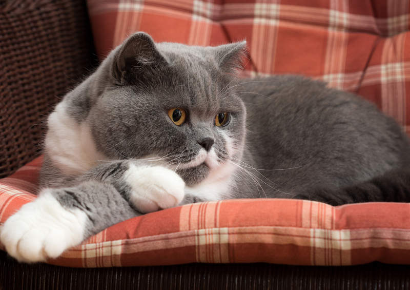 Britų trumpaplaukis (British Shorthair)