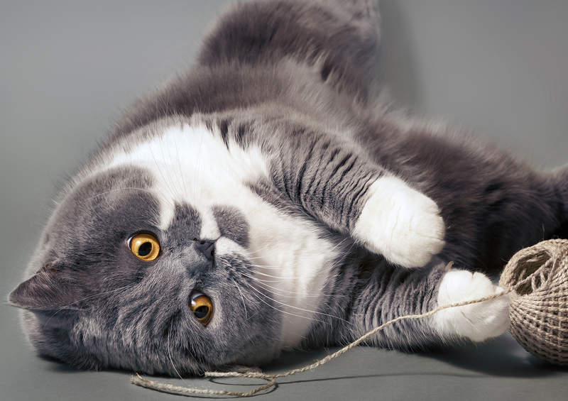 Britų trumpaplaukis (British Shorthair)