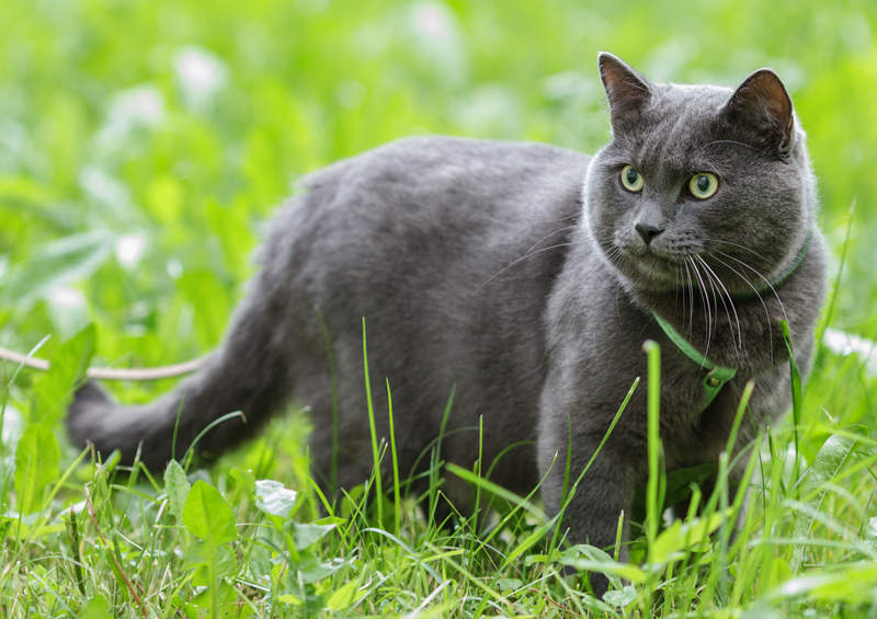 Britų trumpaplaukis (British Shorthair)