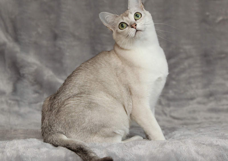 Burmilos katė (Burmilla cat)