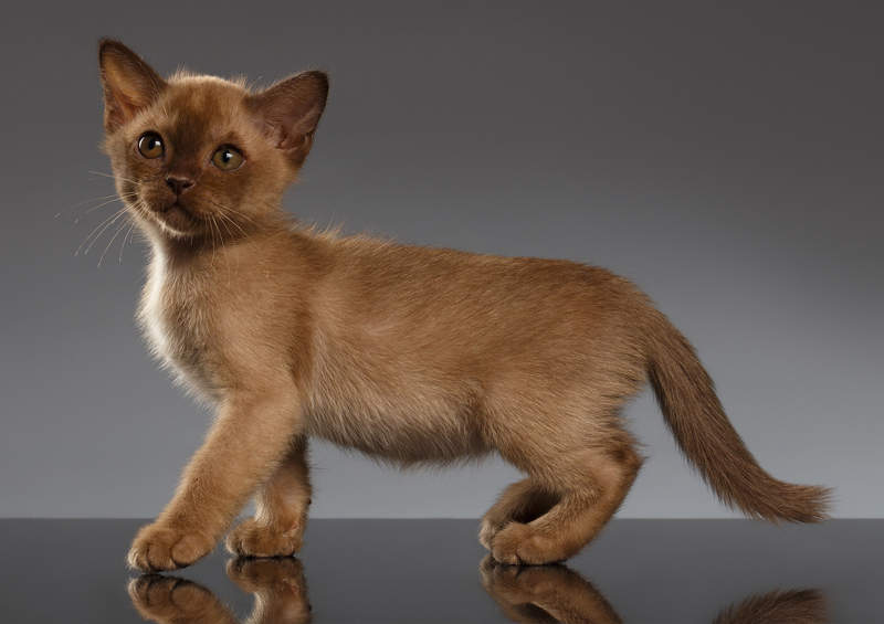 burmos kaciukas Burmese cat