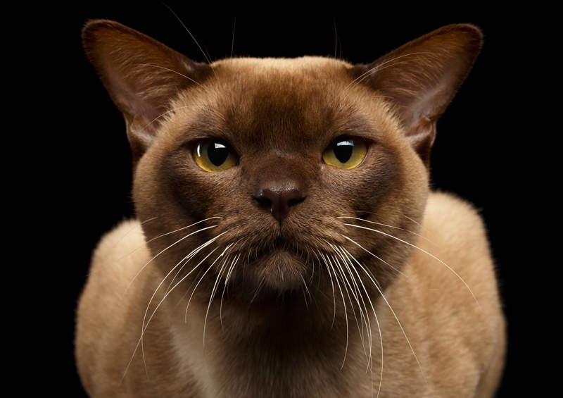 burmos kate Burmese cat