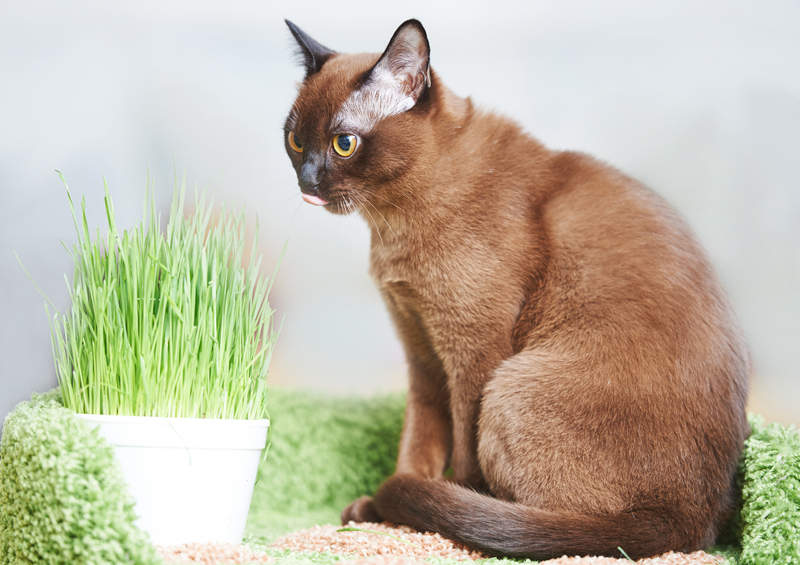 burmos kate Burmese cat