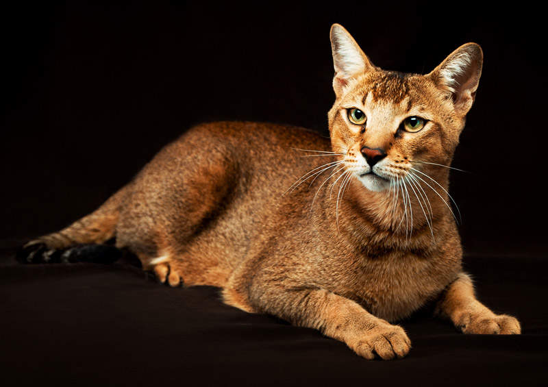 Čosio katė (Chausie cat) Čosio katė (Chausie cat)