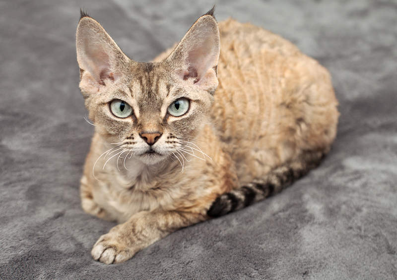 Devonreksas (Devon Rex)