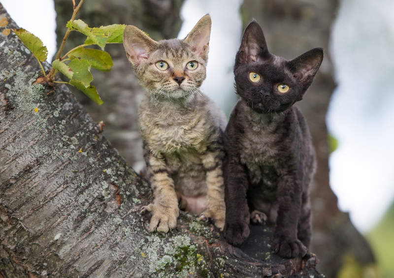 Devonreksas (Devon Rex)