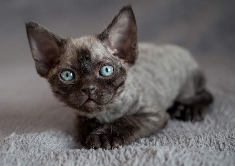 Devonreksas (Devon Rex)