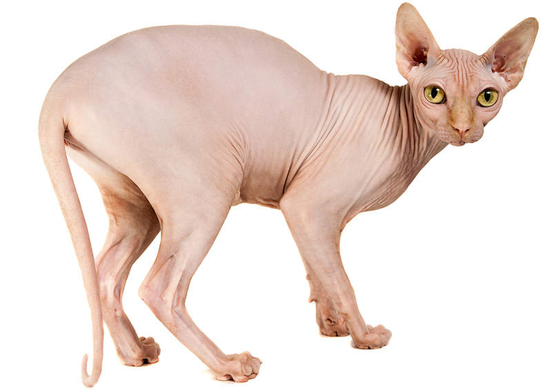 Dono sfinksas (Don Sphynx)