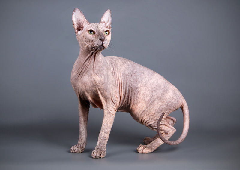 Dono sfinksas (Don Sphynx)