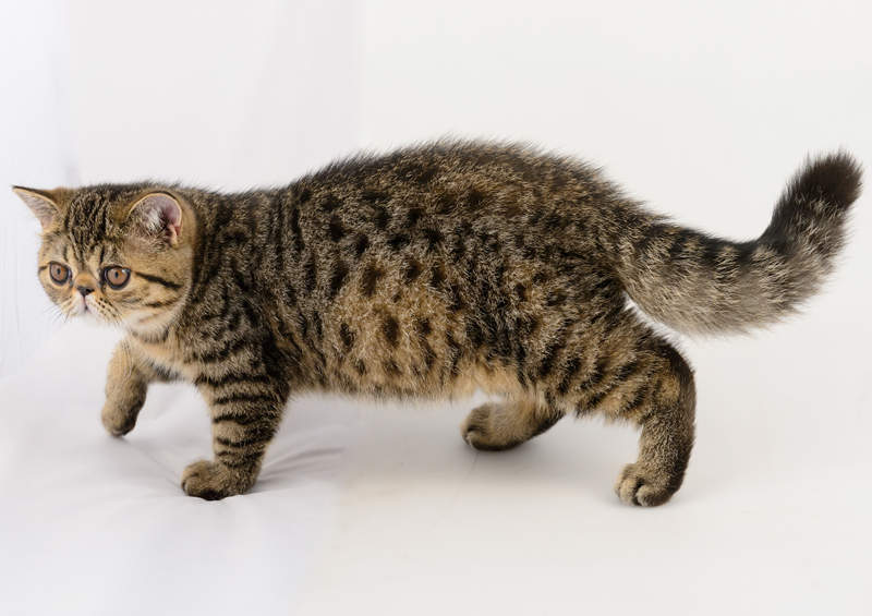 Egzotas (Exotic Shorthair)