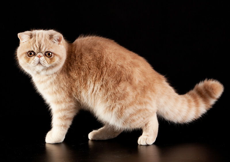 egzotas Exotic Shorthair