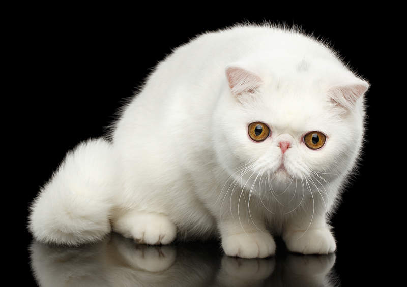 egzotas Exotic Shorthair kate