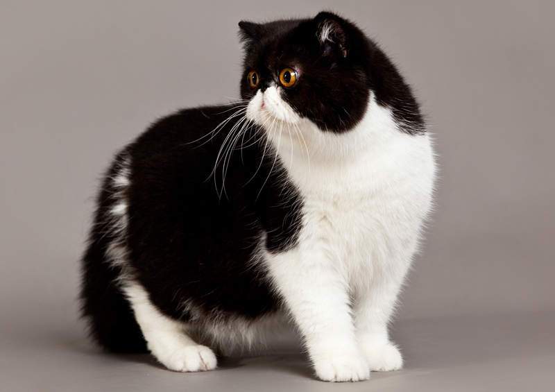 Egzotas (Exotic Shorthair)