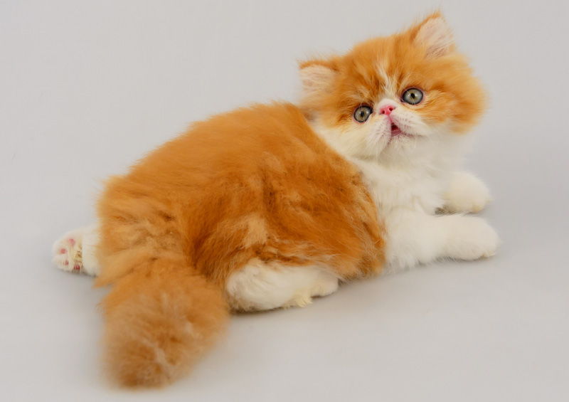 egzotiskoji ilgaplauke kate exotic longhair cat