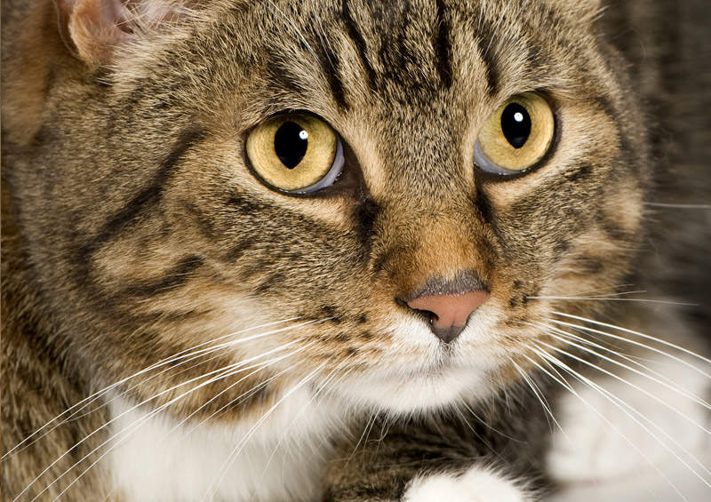 Europos trumpaplaukė katė (European shorthair cat)