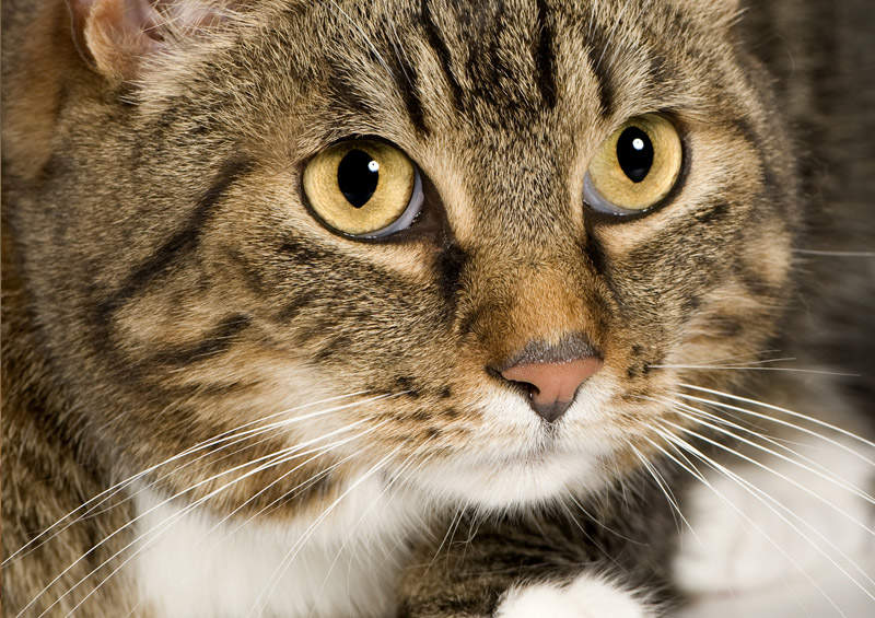 Europos trumpaplaukė katė (European shorthair cat) Europos trumpaplaukė katė (European shorthair cat)