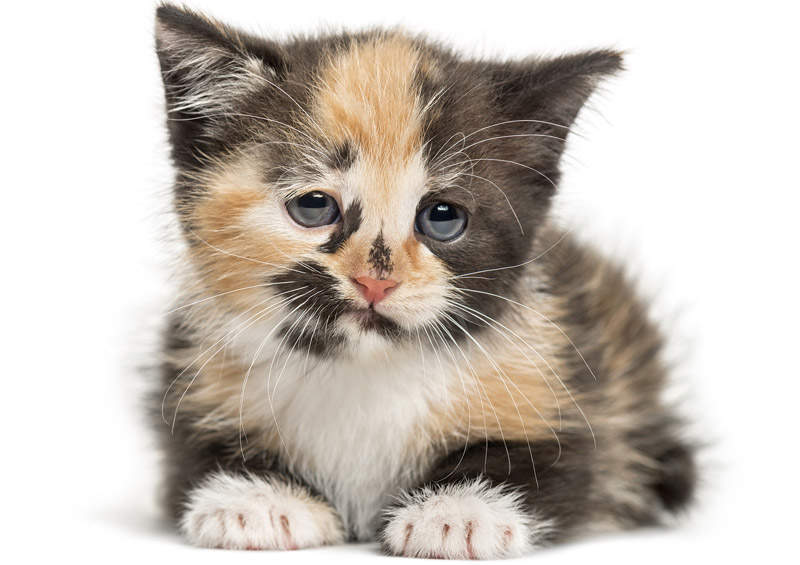 europos trumpaplaukes kates kaciukas european shorthair cat