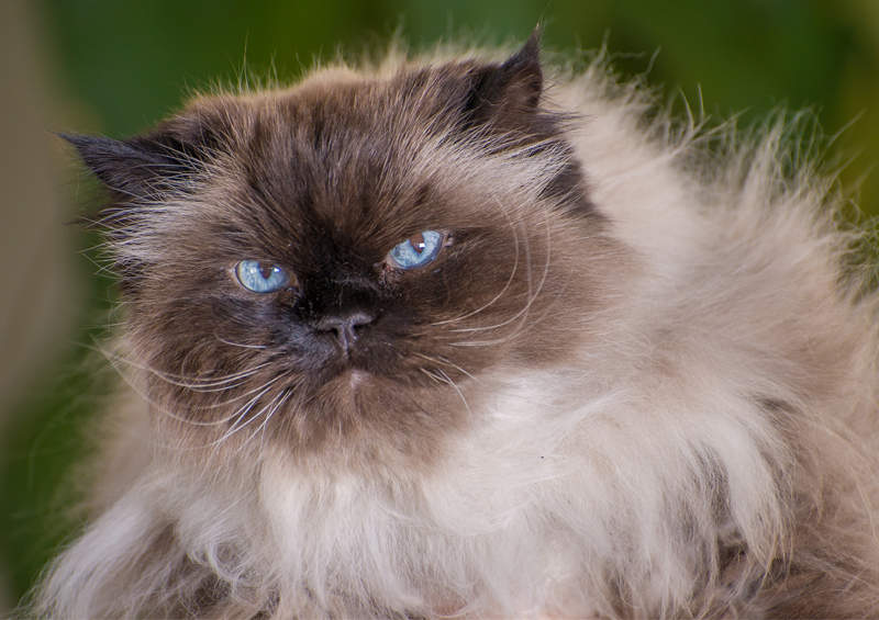 himalaju kate himalayan cat