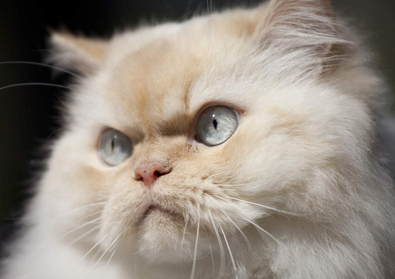 Himalajų katė (Himalayan cat) Himalajų katė (Himalayan cat)