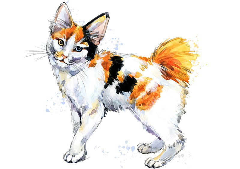 Japonų trumpauodegė katė (Japanese Bobtail cat)