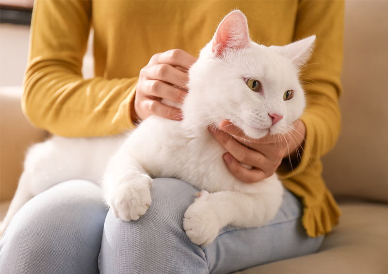 Kao Mani katė (Khao Manee cat) Kao Mani katė (Khao Manee cat)