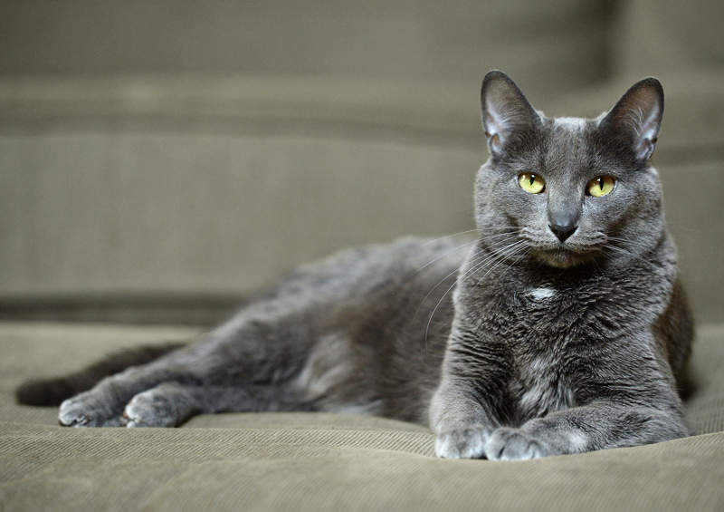 Koratų katė (Korat) Koratų katės (Korat)