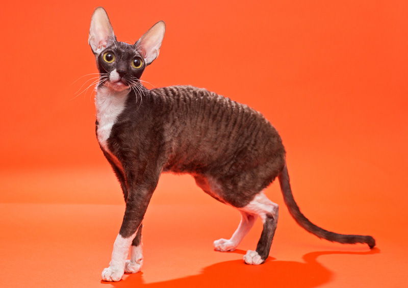 kornvalio reksas Cornish Rex