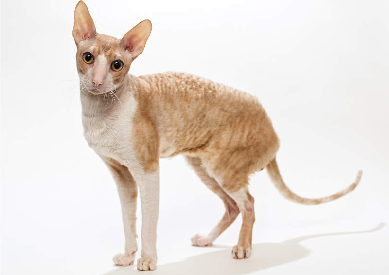 kornvalio reksas Cornish Rex