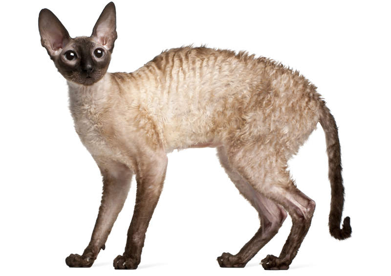 Kornvalio reksas (Cornish Rex)