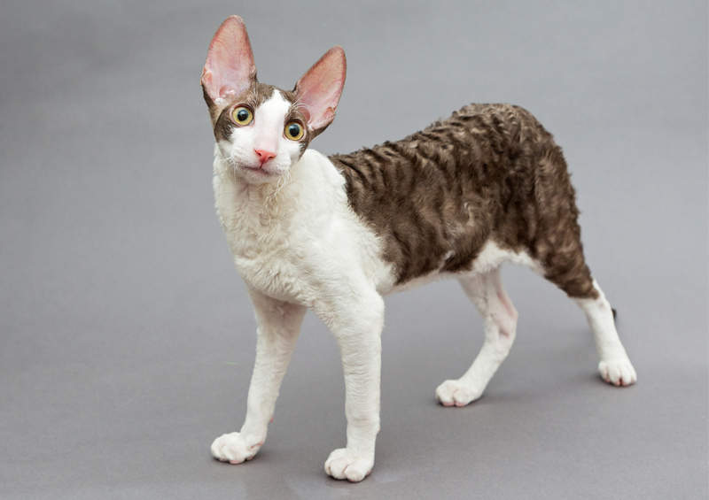 Kornvalio reksas (Cornish Rex) Kornvalio reksas (Cornish Rex)