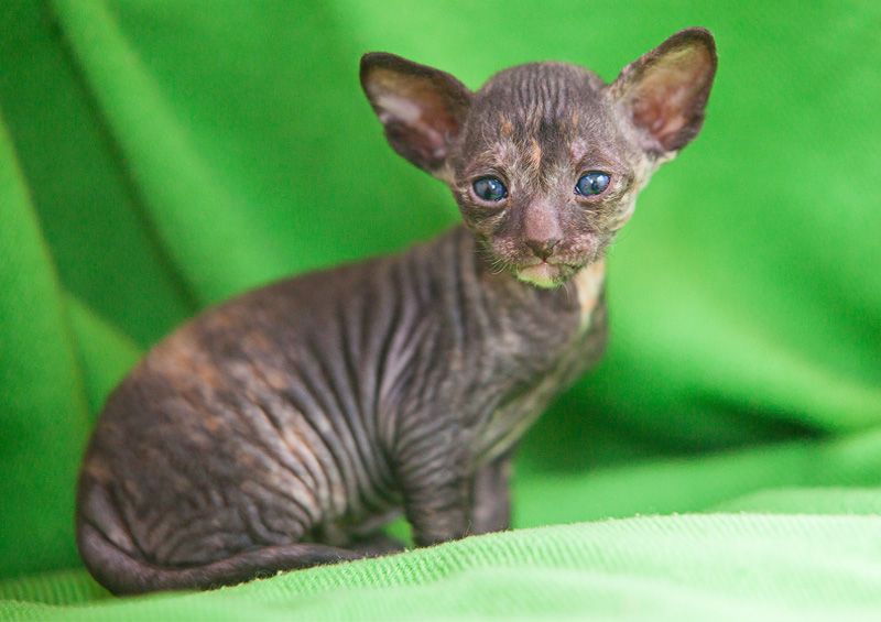 kornvalio rekso kaciukas Cornish Rex