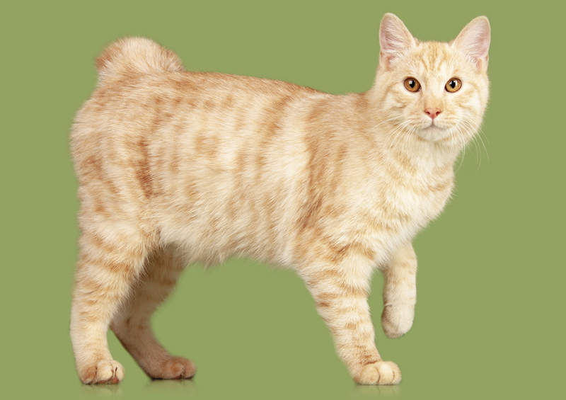 kurilu bobteilas kurilian bobtail