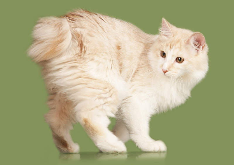 Kurilų bobteilas (Kurilian bobtail)