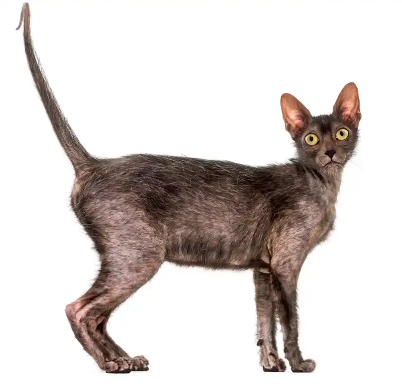 lykoi kate vilkolakine