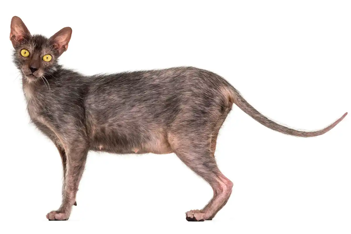 Lykoi katės (laikojai, vilkolakinės katės) Lykoi katės (laikojai, vilkolakinės katės)