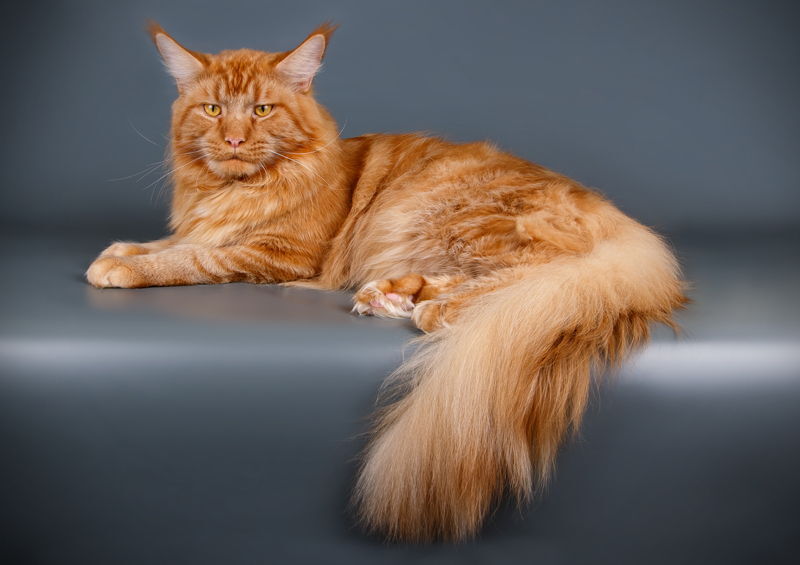 Meino meškėnas (Maine Coon)