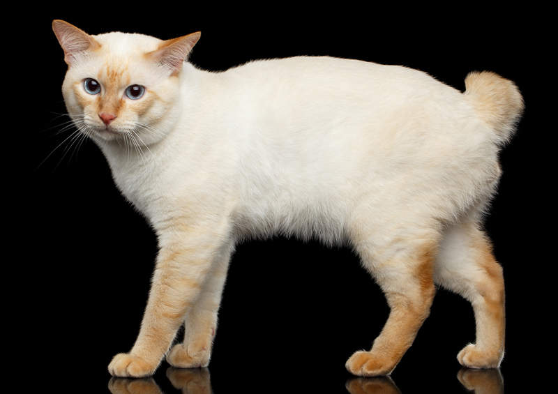 Mekongo trumpauodegė katė (Mekongo bobteilas, Mekong Bobtail Cat) Mekongo trumpauodegė katė (Mekongo bobteilas, Mekong Bobtail Cat)