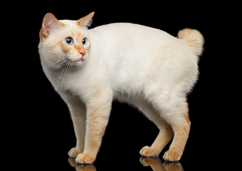 Mekongo trumpauodegė katė (Mekongo bobteilas, Mekong Bobtail Cat)