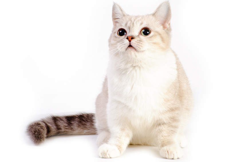 munckinas munchkin cat