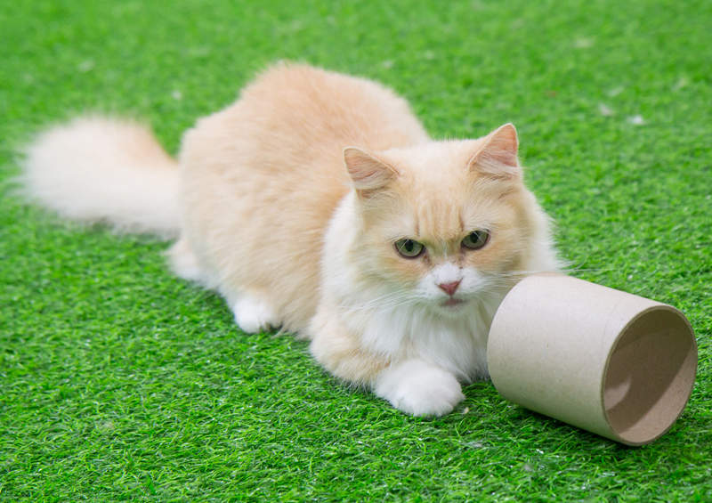 Munčkinas (Munchkin cat)