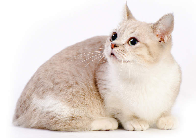 Munčkinas (Munchkin cat)