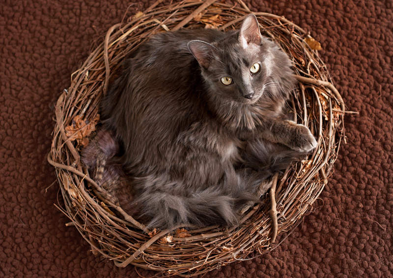 nebelungas nebelung cat