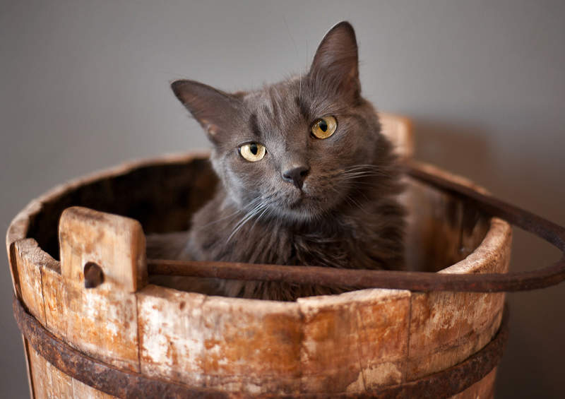 nebelungas nebelung cat