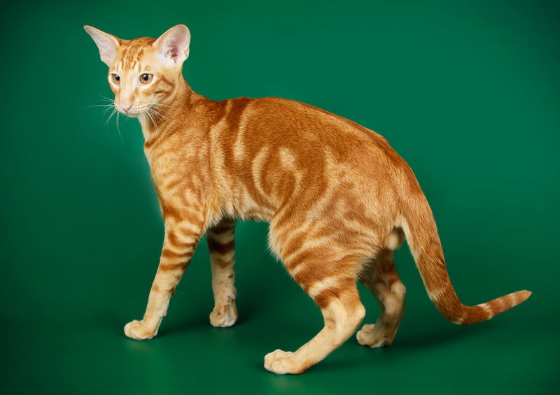 Orientalų trumpaplaukė katė (Oriental Shorthair) Orientalų trumpaplaukės katės (Oriental Shorthair)