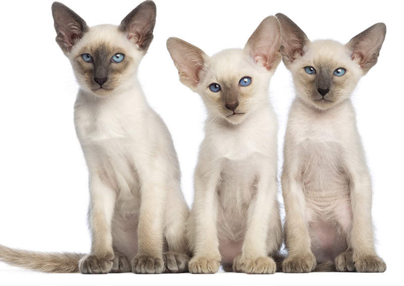 orientalu trumpaplaukes kates kaciukai oriental shorthair